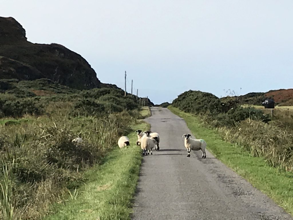 Some sheep on a single lane road through some hills.